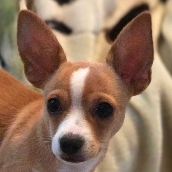 Meet your Posher, Jason - Picture 1 of 1